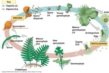 Plant and seed traits