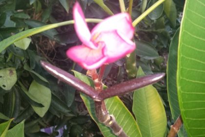 Plumeria plant seed pod