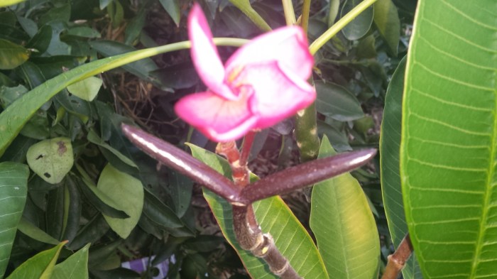 Plumeria plant seed pod