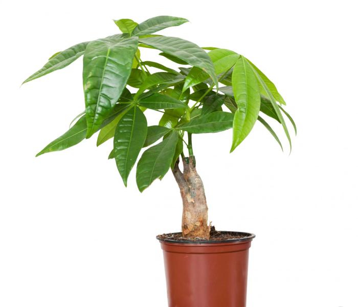 The plant money tree