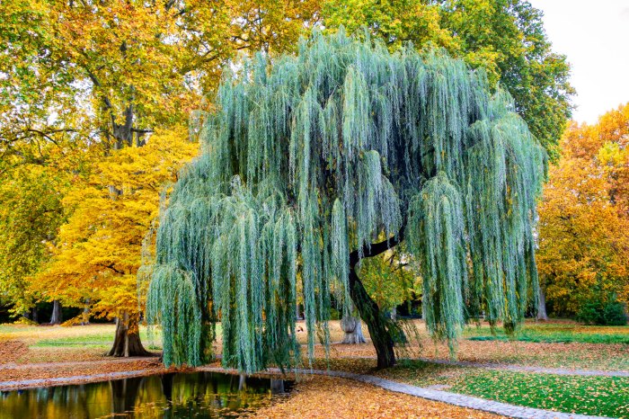 Where to plant a weeping willow tree