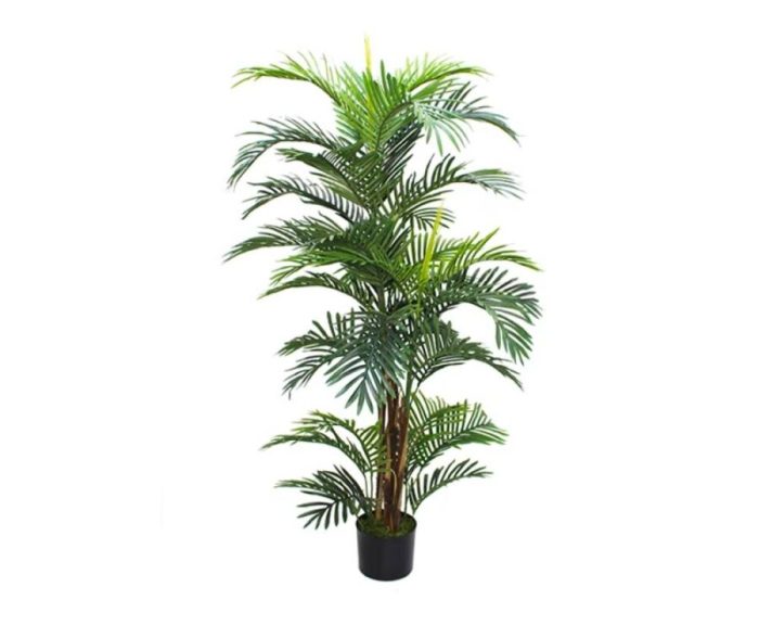 Palm tree potted plant