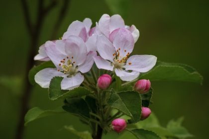 Apple trees to plant