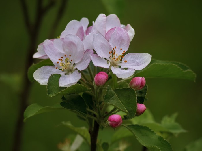 Apple trees to plant