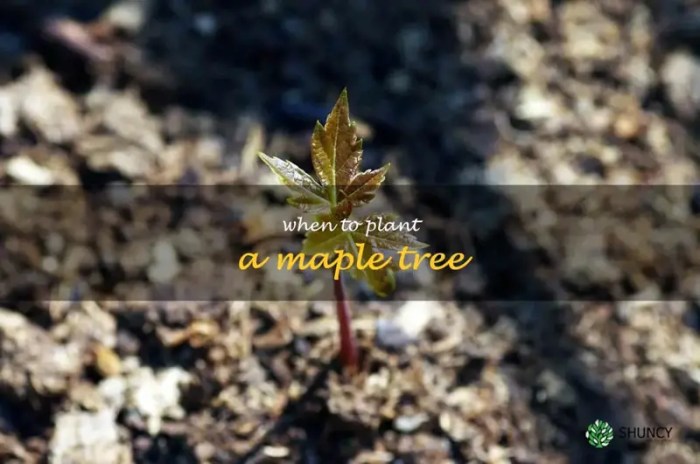 When to plant a maple tree