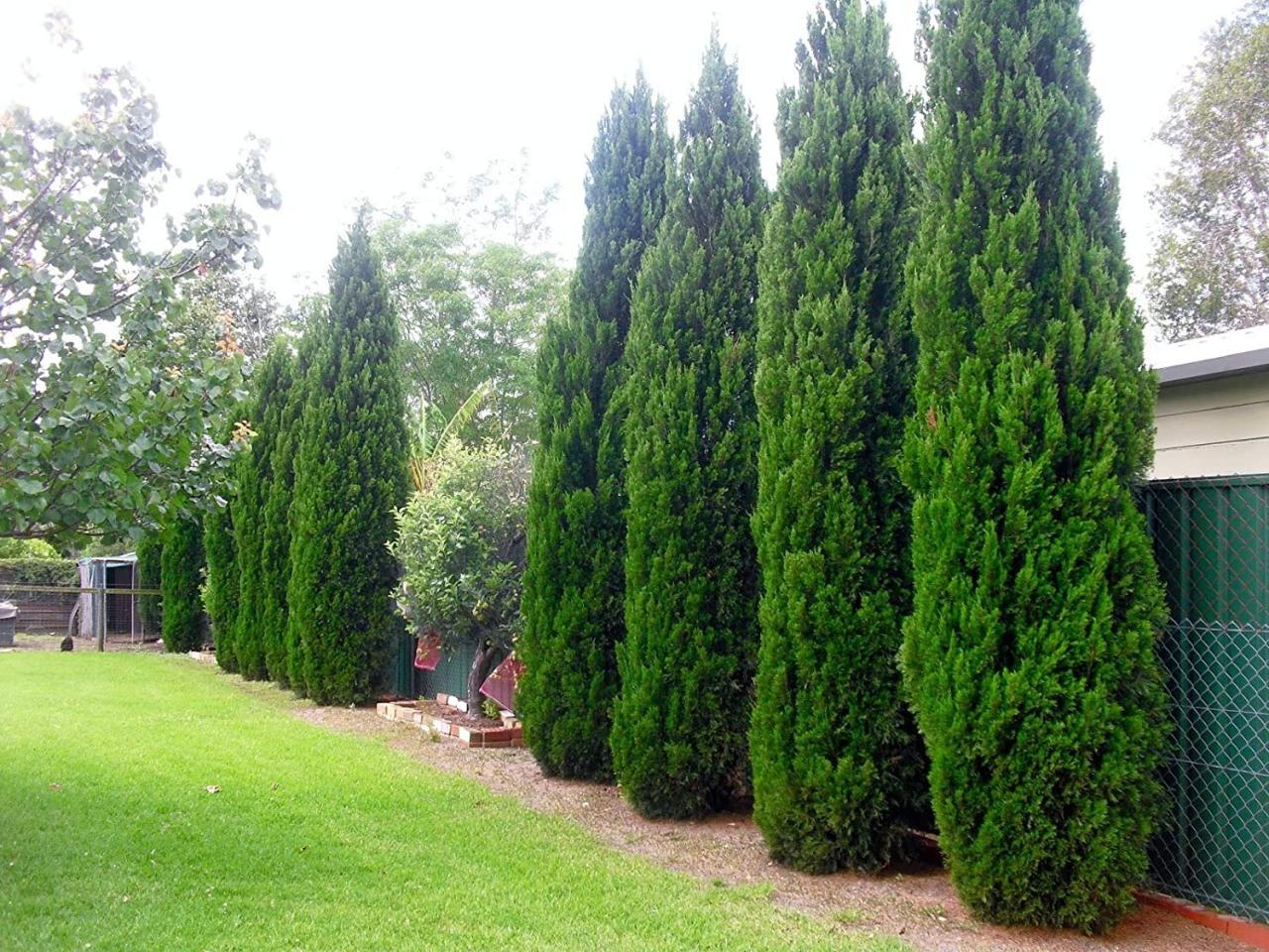 Plant trees on property line