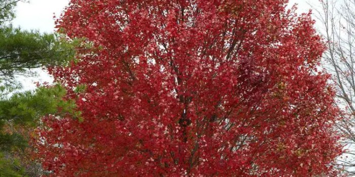 When to plant a maple tree