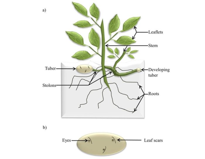 Potato seed plant drawing