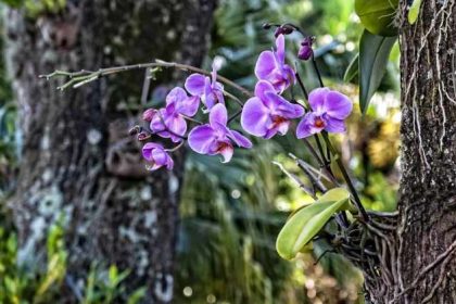 How to plant orchids on trees