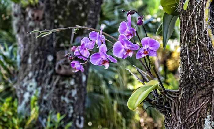 How to plant orchids on trees