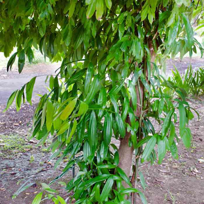 How to plant a cinnamon tree