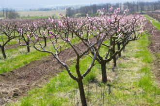 Best place to plant peach trees