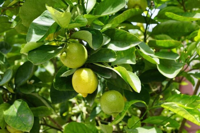 Plant lemon tree from seed