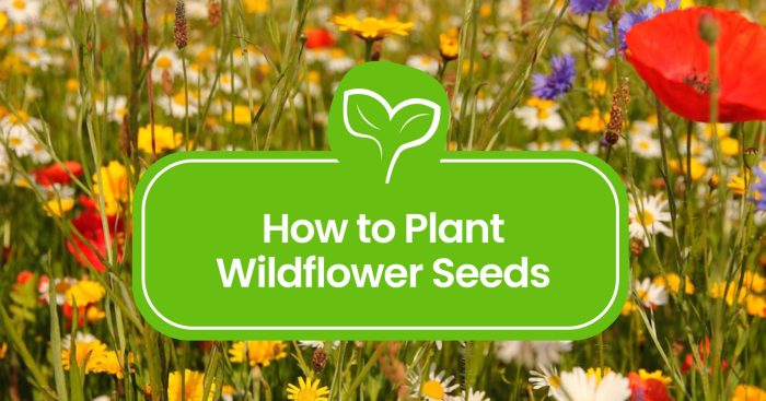 How do you plant wildflower seeds