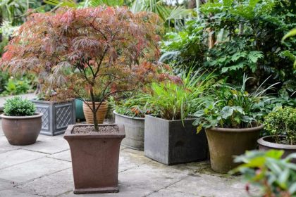 Pots potted olivier planters containers plantas olivenbaum maceta arboles macetas jardin vaso terraza olivos terrazas underneath usually remarkable several again