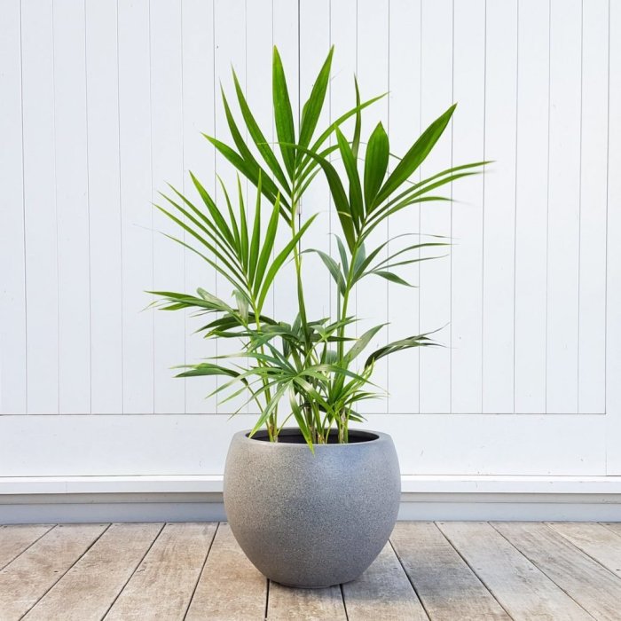 Palm tree potted plant