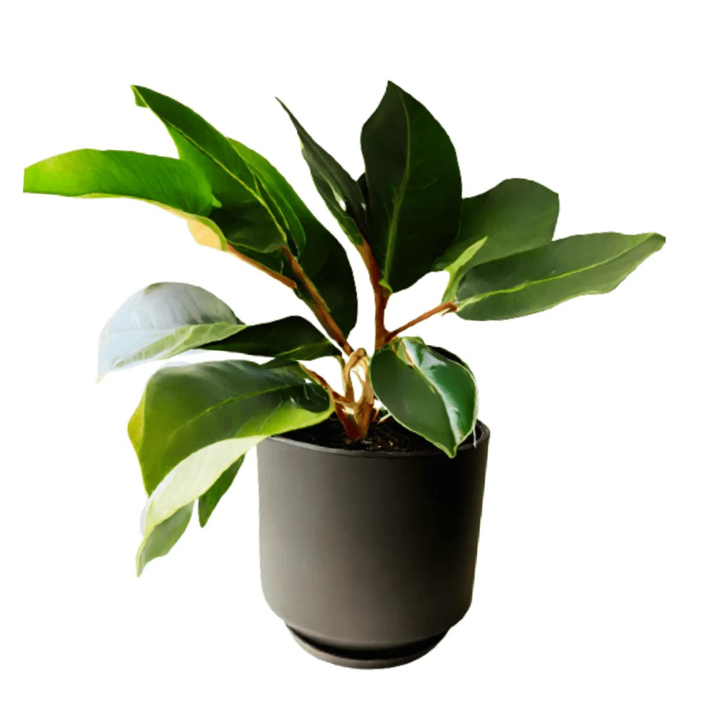 Where to buy a rubber tree plant