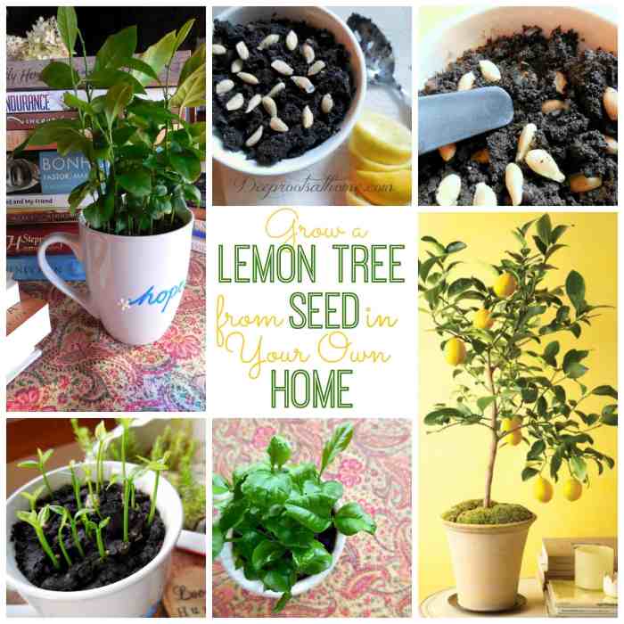 Plant lemon tree from seed