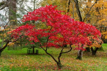 Tree top ross plant