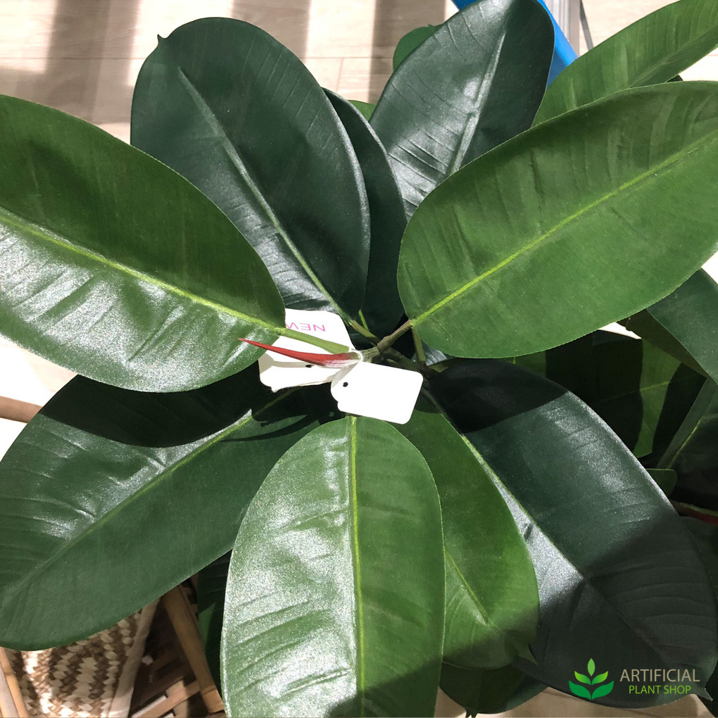 Where to buy a rubber tree plant