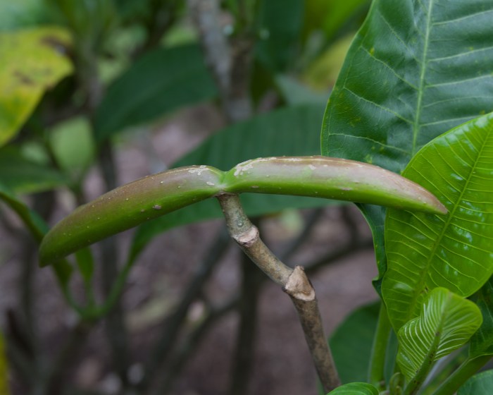 Plumeria plant seed pod