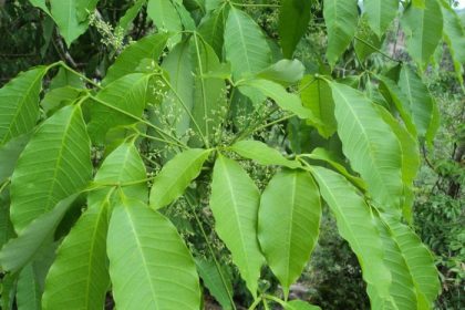 Rubber tree plant name