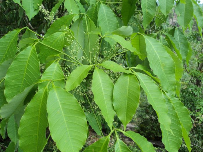 Rubber tree plant name