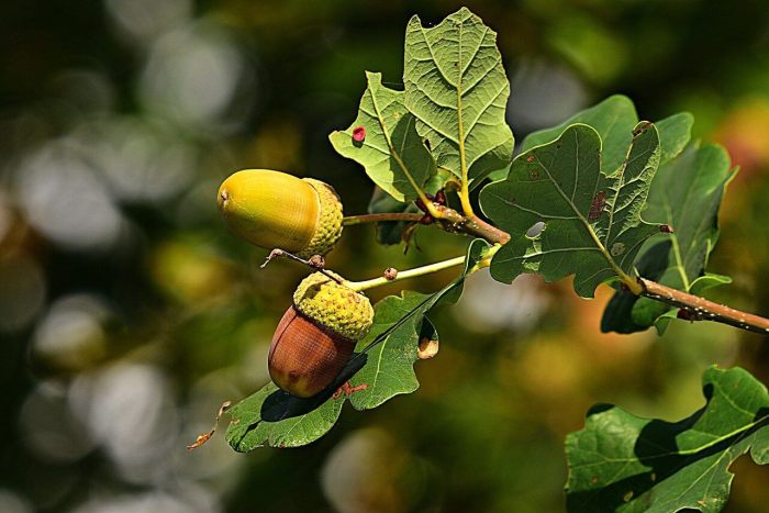 Plant oak tree from acorn