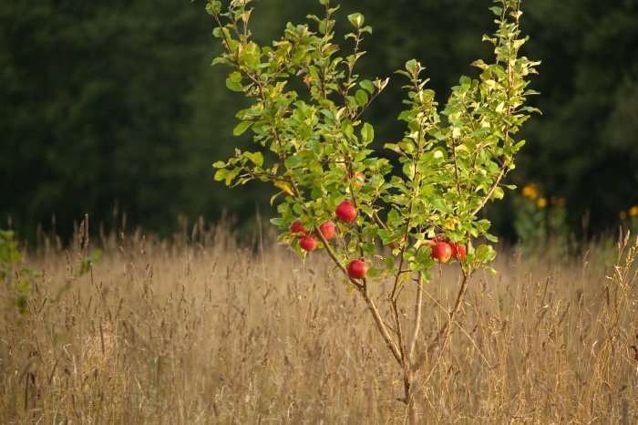 Apple trees to plant