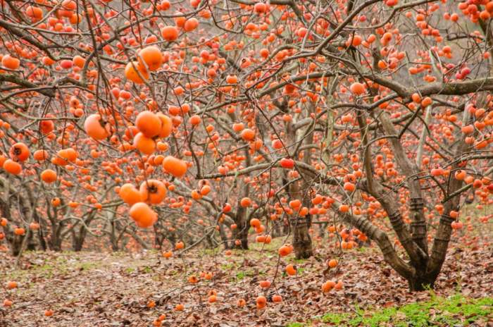 Persimmon persimmons planting diospiro kaki fruit engrainetoi graines flowering noirish