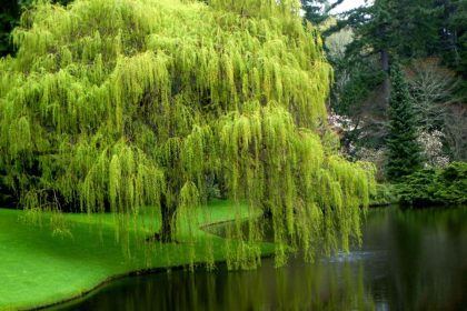 Where to plant a weeping willow tree