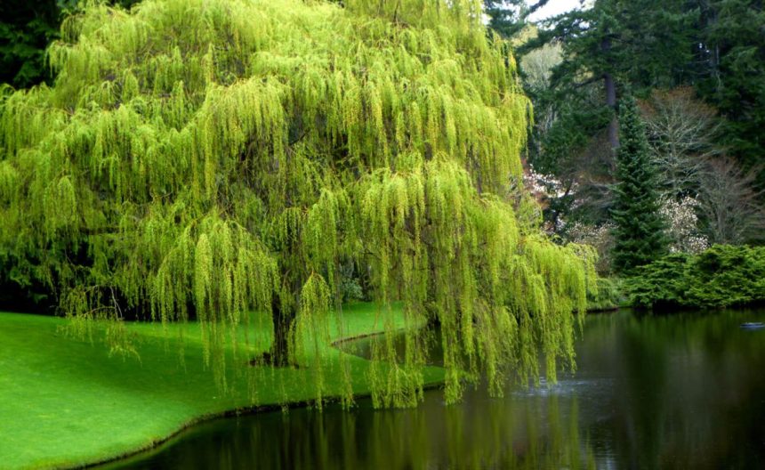 Where to plant a weeping willow tree