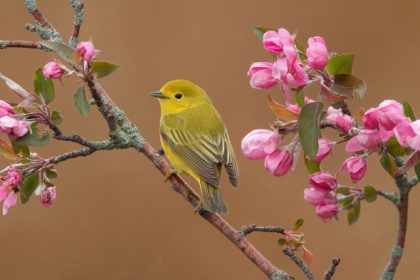 Birds in a tree plant