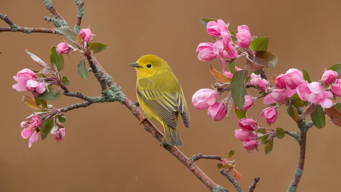 Birds in a tree plant