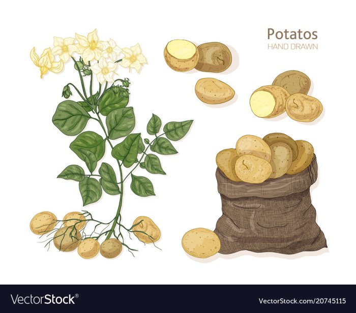 Potato solanum irish tuberosum plant cobbler roots showing unearthed tubers alamy stock