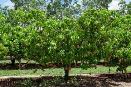 How to plant mango seeds