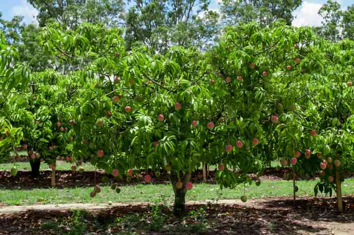 How to plant mango seeds