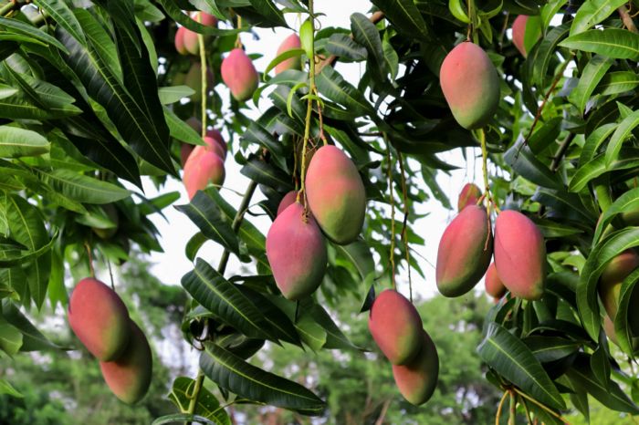 How to plant mango seeds