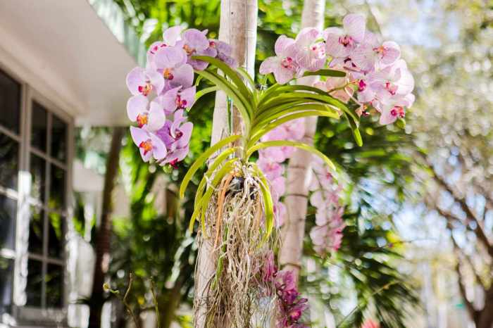 How to plant orchids on trees