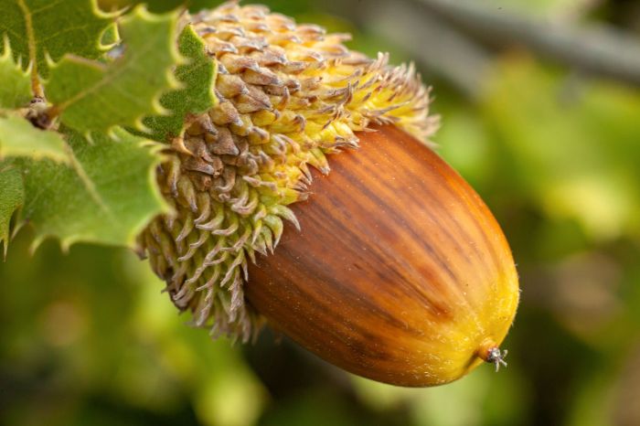 Plant oak tree from acorn