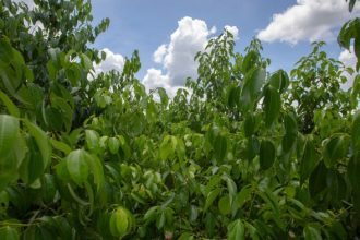 How to plant a cinnamon tree