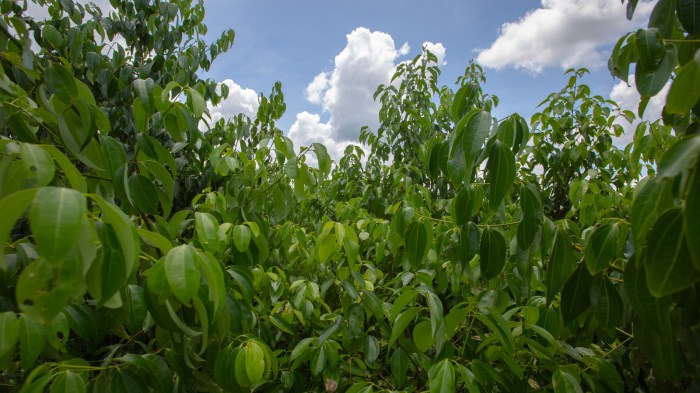 How to plant a cinnamon tree