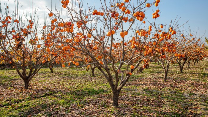 Where to plant a persimmon tree