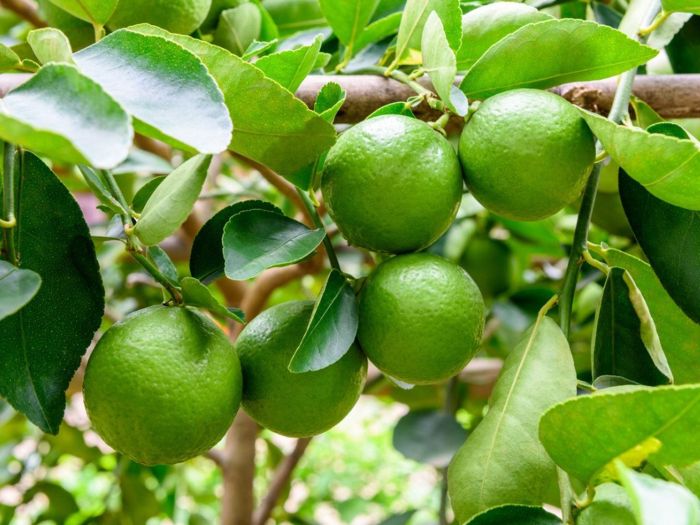 When to plant lime trees