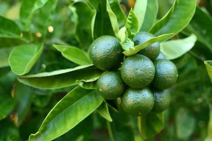 When to plant lime trees