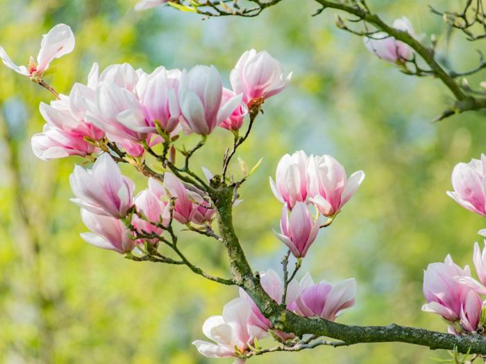 When to plant magnolia trees in texas