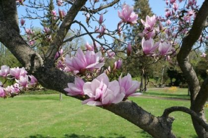 When to plant magnolia trees in texas