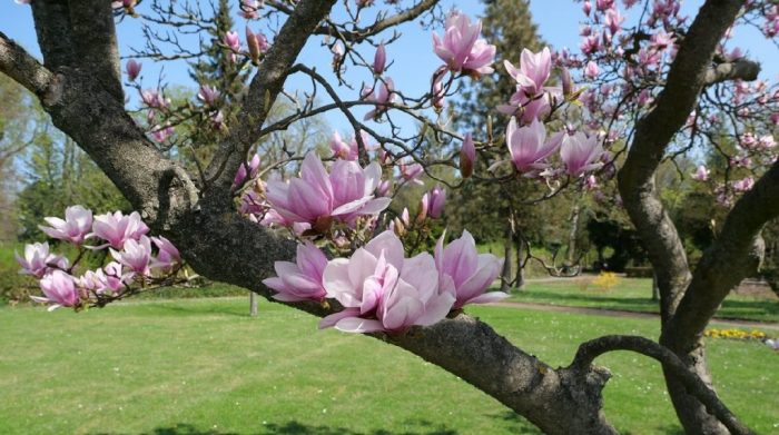 When to plant magnolia trees in texas