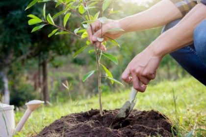 How late can you plant trees