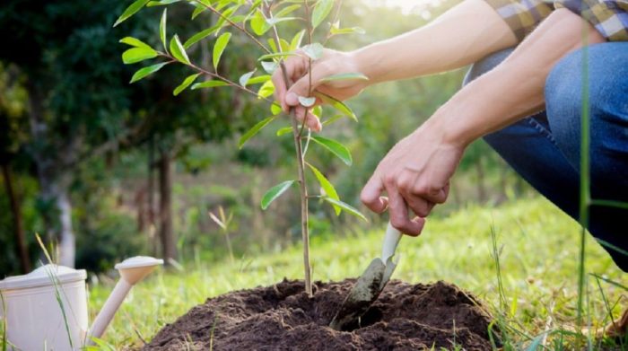 How late can you plant trees